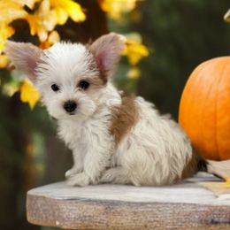 Poncho - Morkie puppy from Sabrina's Morkie Poo’s