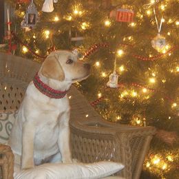 Labrador Retrievers from Highmeadows