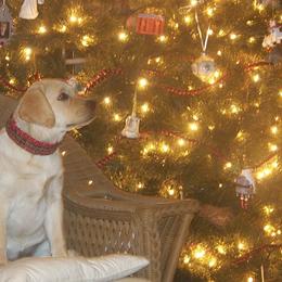 Labrador Retrievers from Highmeadows