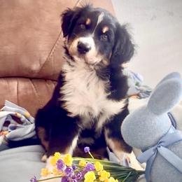 Lance - Black tri-color male Australian Shepherd puppy in Cypress, Texas from Cypress Aussies