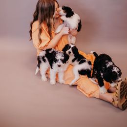 Bernedoodle Puppies from Coffey House Doodles