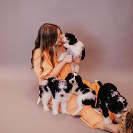 Bernedoodle Puppies from Coffey House Doodles
