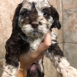 Cockapoo Puppies from Oodles of Doodles and Love