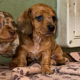 AKC Scarlet - Dapple female Dachshund puppy in Knoxville, Tennessee from Thea's Puppies