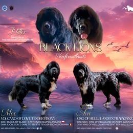 Newfoundland puppies from Black Lions Newfoundlands