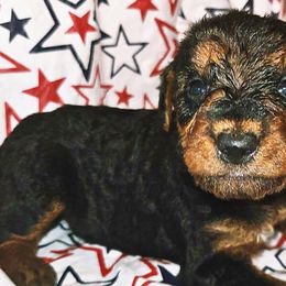 Airedale Terriers from 3M Ranch