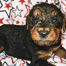 Airedale Terriers from 3M Ranch