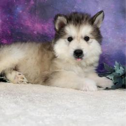 Rudo - Sable and white male Alaskan Malamute puppy in Spokane, Washington from Asgard Wooly Malamutes