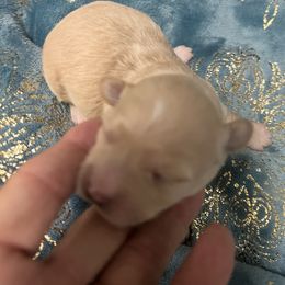 Topaz - Apricot male Maltipoo puppy in Lawrenceburg, Tennessee from Wright Pups