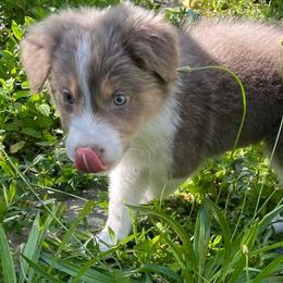 Blue Collar - Lilac male Border Collie puppy in Gadsden, Alabama from Collie Wood Hills