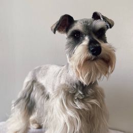 Sapphire - Miniature Schnauzer