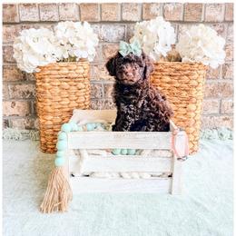 Jade - Brown female Bernedoodle puppy in Lake City, Florida from 224 Doodles and Poodles