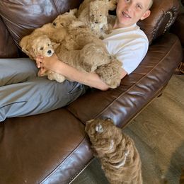 Goldendoodle Puppies from Magic Valley Goldendoodles