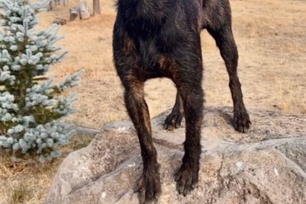 Find Heideterrier puppies for sale