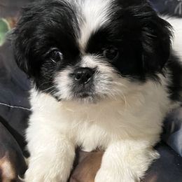 Dottie - Black Pekingese puppy in Cumming, Georgia from Imperial Pekingese