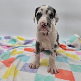 Nova - Harlequin female Great Dane puppy in Kannapolis, North Carolina from Carolina Great Danes & Toy Poodles
