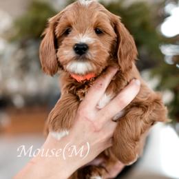Mouse - Red  male Goldendoodle puppy in Acton, Maine from Silver Pines Pups