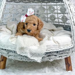 Cupid - Red  female Goldendoodle puppy in Otisville, Michigan from Danie’s Darling Doodles LLC