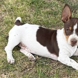Teddy Roosevelt Terrier Puppies from Margo Lauritsen