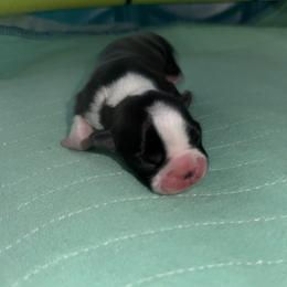 Girl 1 - Black and white female Boston Terrier puppy in Jupiter, Florida from CJM Boston and Boxer Puppies