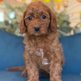 Lavendar - Apricot female Cavapoo puppy in Yuciapa, California from AlltheDoodlez_