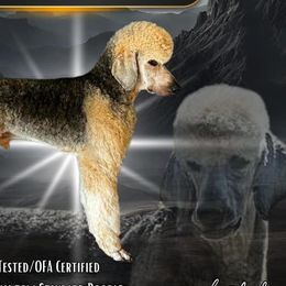 Poodles from Westborough Standard Poodles