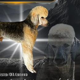 Poodles from Westborough Standard Poodles
