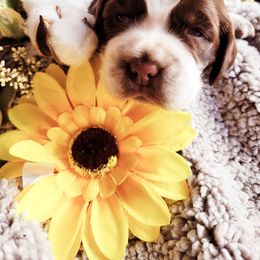 English Springer Spaniel Puppies from 31 Pines Springers & Retrievers