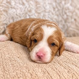 Holly - Brown and white female Bernedoodle puppy in Travelers Rest, South Carolina from Bernedoodle.do