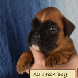 Green Collar Boy - Fawn male Boxer puppy in Clinton, Iowa from Cadogans Boxers