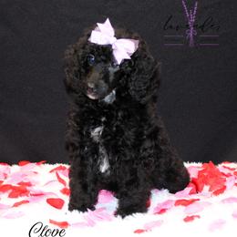 Clove - Black female Poodle puppy in Mancelona, Michigan from Lavender poodles & doodles