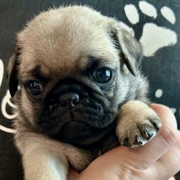 Cassian - Fawn male Pug puppy in Arkansas, Kansas from Kansas AKC Pug puppies