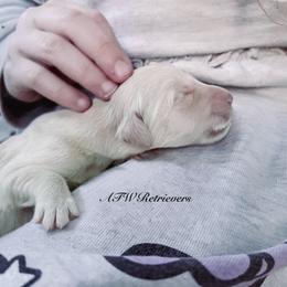 Girl (Reservation 2) - Golden female Golden Retriever puppy in Murfreesboro, Tennessee from ATW Retrievers