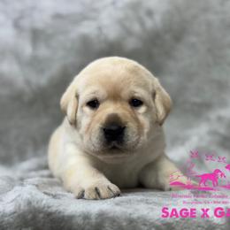 Pink collar - Yellow female Labrador Retriever puppy in Beaverdam, Virginia from Riverside Sunset Labrador Retrievers