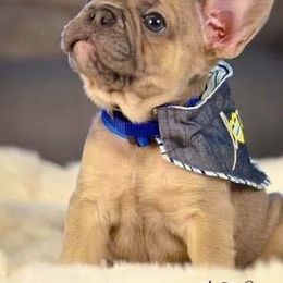 French Bulldog Puppies from Keisha Freeman