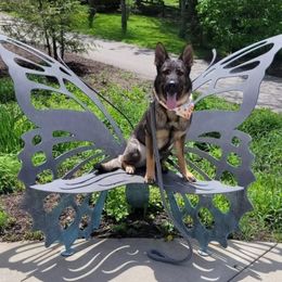 Nova - German Shepherd