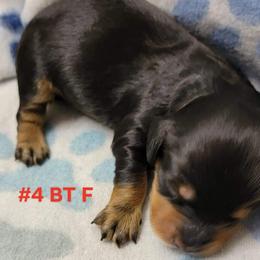 Dachshund Puppies from CLARK'S BREEDING PROGRAM