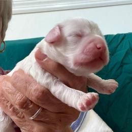 Snow - Buff and white female Cockapoo puppy in Sewell, New Jersey from Della Luna Cocker Spaniels Puppies