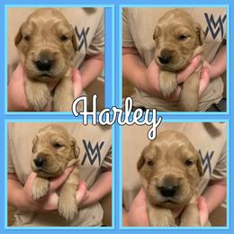 Bernese Mountain Dog and Golden Retriever Puppies from Happy Tails Family Farm