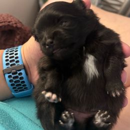 Opal - Black female Pomeranian puppy in North Port, Florida from West Coast Diva Pupz