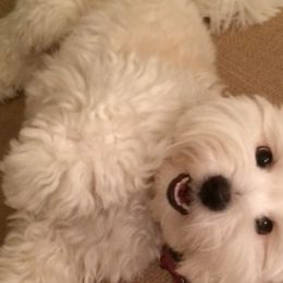 Momo - Coton de Tulear