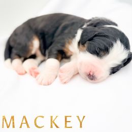 MACKEY - Tri-color female Bernedoodle puppy in Tipton, Indiana from Country Creek Doodles