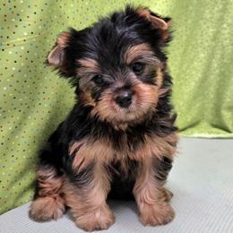 Stokes - Blue and gold male Yorkshire Terrier puppy in Monticello, Iowa from Ashley’s Puppies