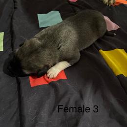 Girl 3 - Fawn female Anatolian Shepherd Dog puppy in Daggett, Michigan from T&S Anatolians