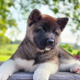 Delay - Fawn female Akita puppy in Chillicothe, Missouri from TLC Akitas