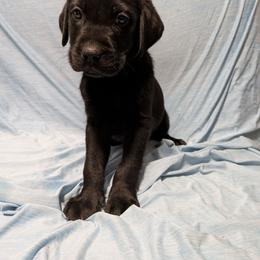 White - Black male Labrador Retriever puppy in Parma, Idaho from Campbell Valley Labradors
