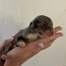 Fall - Blue merle male Bernedoodle puppy in Payson, Utah from Country Sky Doodles