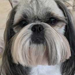 Shih Tzus from Abbey Lane