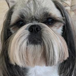 Shih Tzus from Abbey Lane