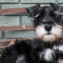 Miniature Schnauzers and Yorkshire Terriers from Barbara Clark